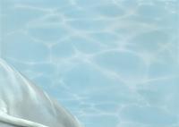 Panel Dolphin 2 turquiose+350+250